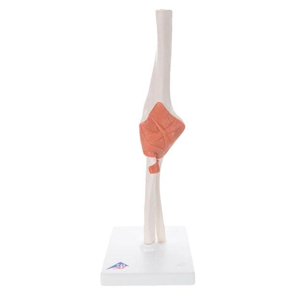 Elbow Joint Anatomical Adult Model Ea