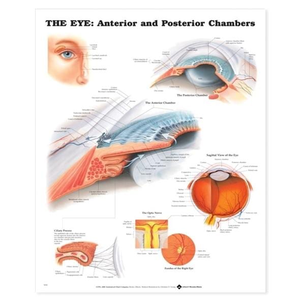 Eye Anterior Posterior Chambers 20x26" Anatomical Chart Ea