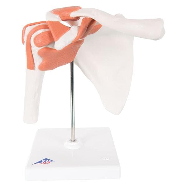 Shoulder Joint Right Anatomical Adult Model 1/EA