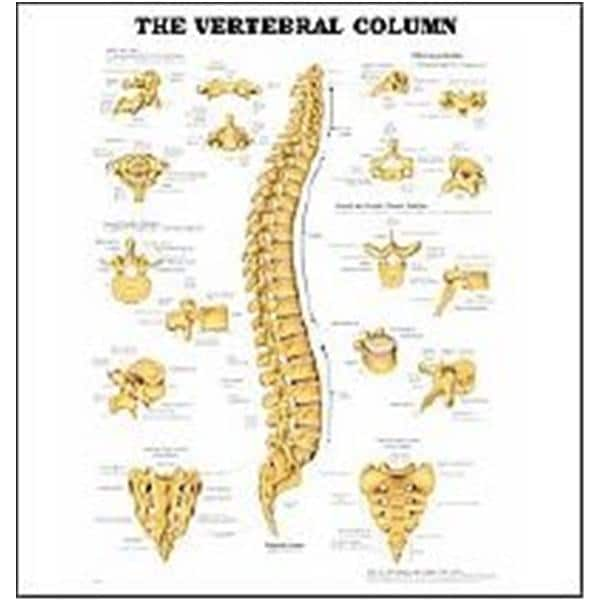 The Vertebral Column 20x26" Anatomical Chart EA