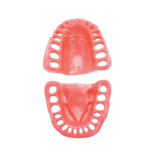 PVF-8612/Gingival Typodont Model Ea