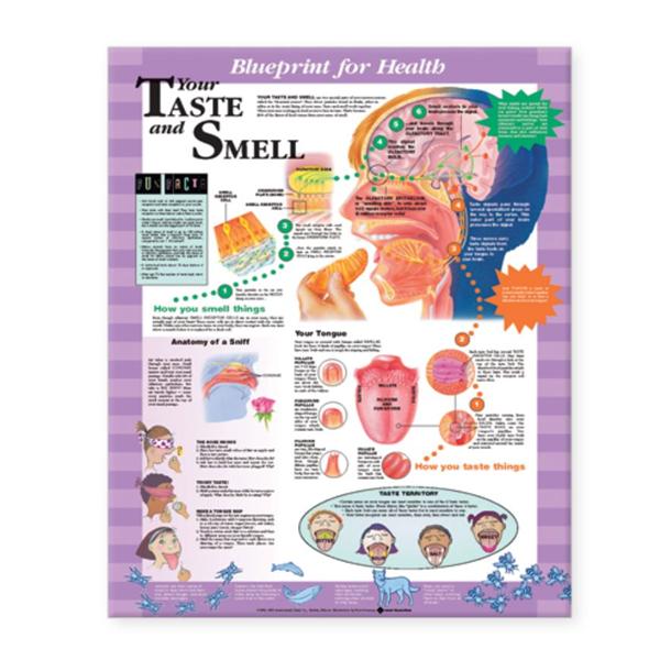 Blueprint for Health Your Taste and Smell 20x26" Educational Chart Ea