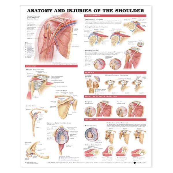 Anatomy and Injuries of the Shoulder 20x26" Anatomical Chart Ea