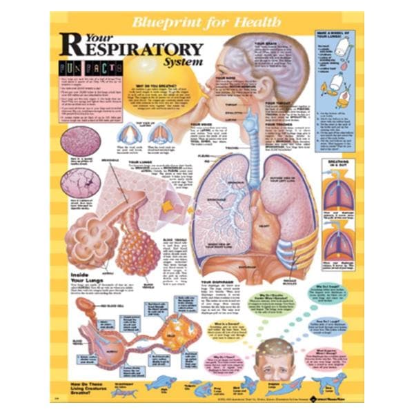 Blueprint for Health Your Respiratory System 20x26" Anatomical Chart EA