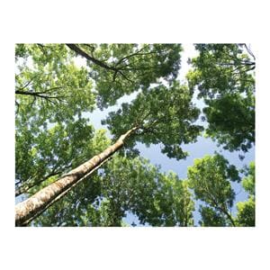 CeilingScenes Acoustic Tile Upward Tree View 2-Tiles Horizontal 48 in x 24 in Ea