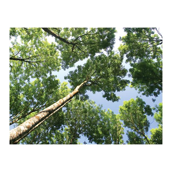 CeilingScenes Acoustic Tile Upward Tree View 2-Tiles Horizontal 48 in x 24 in Ea