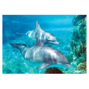 CeilingScenes Acoustic Tile Dolphins 1-Tile Square 24 in x 24 in Ea