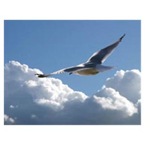 CeilingScenes Acoustic Tile Seagull Soaring 1-Tile Horizontal 24 in x 24 in Ea