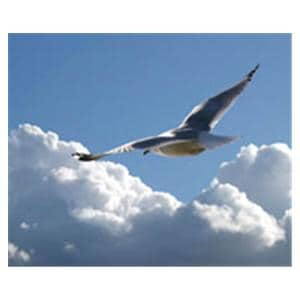 CeilingScenes Acoustic Tile Seagull Soaring 1-Tile Square 24 in x 24 in Ea