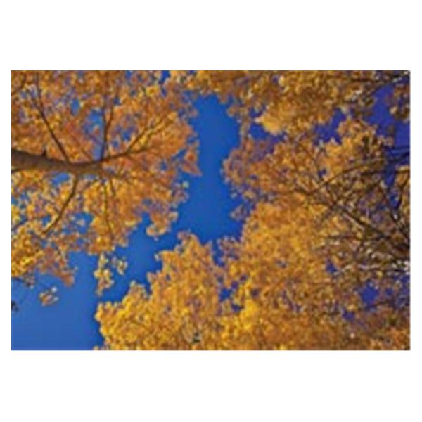 CeilingScenes Light Lens Tree UpView 1-Tile Horizontal 48 in x 24 in Ea