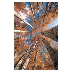 CeilingScenes Acoustic Tile Birch Up-View Fall 1-Tile Vertical 48 in x 24 in Ea