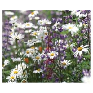 CeilingScenes Acoustic Tile Daisies in Field 4-Tiles Square 24 in x 24 in Ea