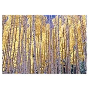 CeilingScenes Acoustic Tile Birch Tree Fall 1-Tile Square 24 in x 24 in Ea