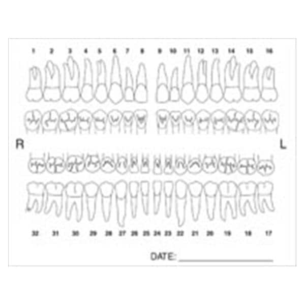 Tooth Anatomy Chart Labels 100/Pk