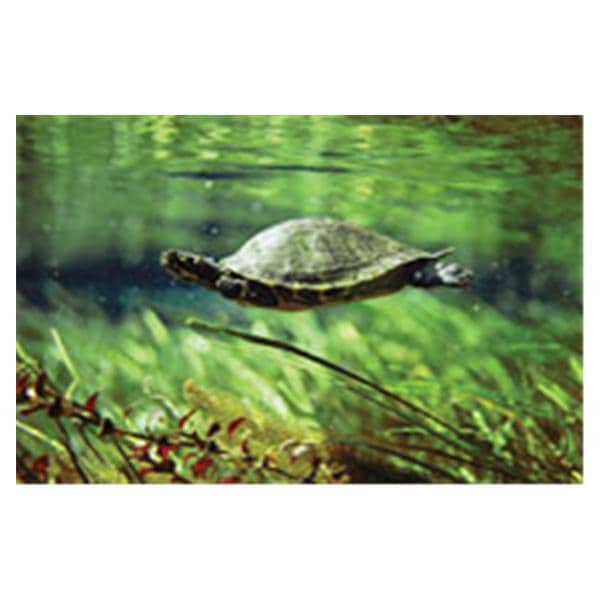 CeilingScenes Acoustic Tile Turtle 2-Tiles Horizontal 24 in x 24 in Ea