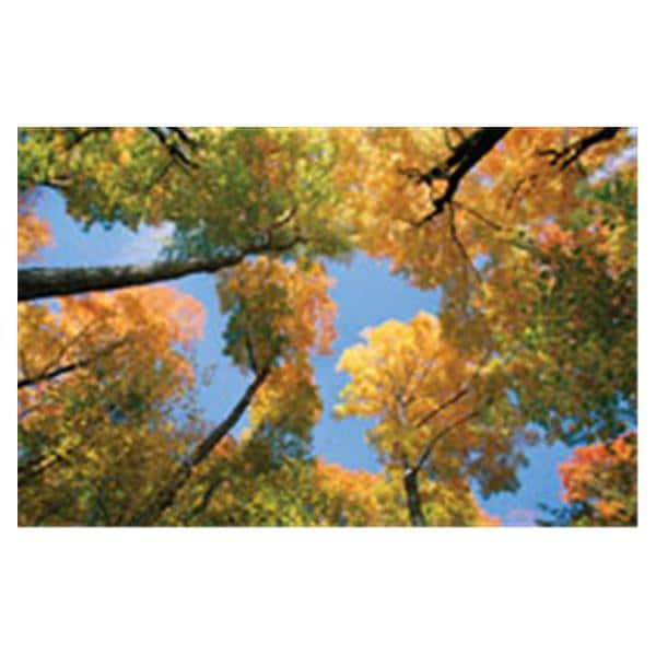 CeilingScenes Light Lens Maple Tree 4-Tiles Square 24 in x 24 in Ea