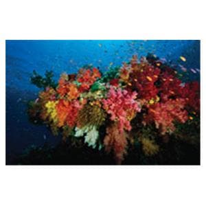 CeilingScenes Light Lens Coral Reef 2-Tiles Vertical 24 in x 24 in Ea