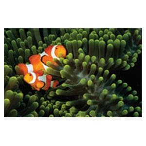 CeilingScenes Light Lens Clown Fish 1-Tile Horizontal 48 in x 24 in Ea