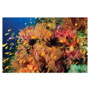 CeilingScenes Light Lens Anties Fish 2-Tiles Horizontal 24 in x 24 in Ea