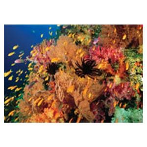 CeilingScenes Acoustic Tile Anties Fish 1-Tile Square 24 in x 24 in Ea