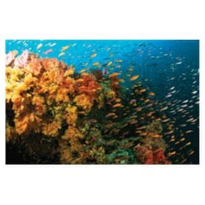 CeilingScenes Light Lens Fiji Reef 1-Tile Square 24 in x 24 in Ea