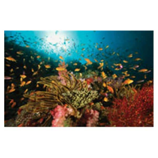 CeilingScenes Light Lens Sealife 1-Tile Square 24 in x 24 in Ea