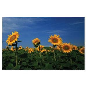 CeilingScenes Light Lens Sunflowers 2-Tiles Horizontal 48 in x 24 in Ea