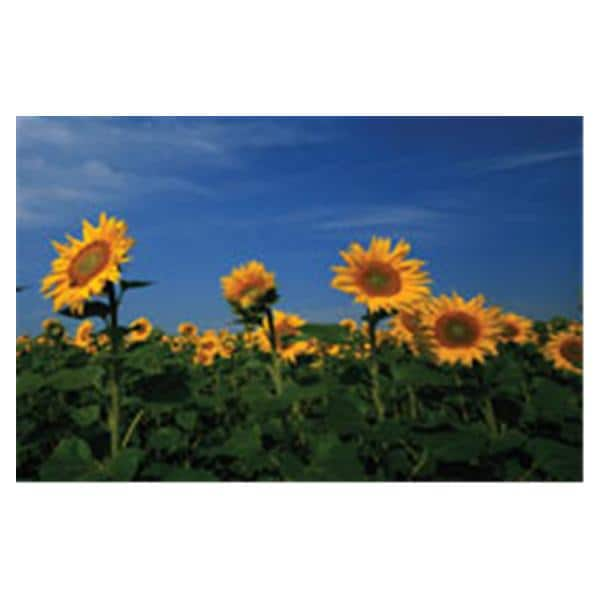 CeilingScenes Light Lens Sunflowers 2-Tiles Horizontal 48 in x 24 in Ea