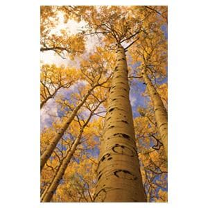 CeilingScenes Light Lens Aspen Trees 2-Tiles Vertical 24 in x 24 in Ea