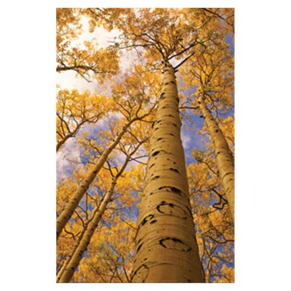 CeilingScenes Light Lens Aspen Trees 1-Tile Horizontal 48 in x 24 in Ea