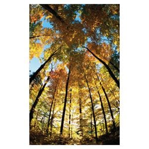 CeilingScenes Light Lens Sugar Maple 1-Tile Horizontal 48 in x 24 in Ea