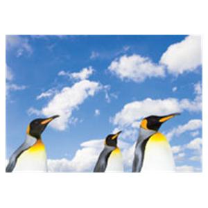 CeilingScenes Acoustic Tile Penguin Sky 1-Tile Square 24 in x 24 in Ea