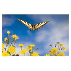 CeilingScenes Acoustic Tile Butterfly Landing 2-Tiles Horizontal 24x24" Ea