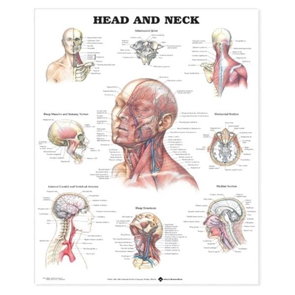 Head and Neck 20x26" Anatomical Chart EA