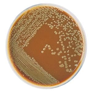 Culture Chocolate Agar Plate 100/Pk