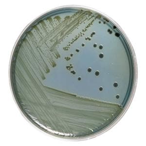 Culture Hektoen Enteric Agar Monoplate 10/Pk