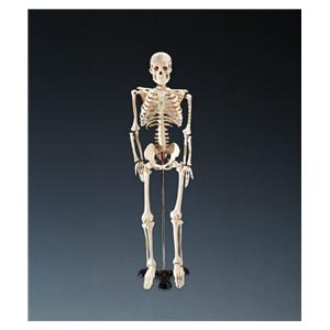 Mr. Thrifty Skeleton Anatomical Model 1/Ea