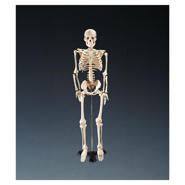 Mr. Thrifty Skeleton Anatomical Model 1/Ea