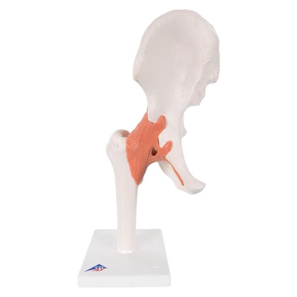 Functional Hip Joint Anatomical Adult Model EA