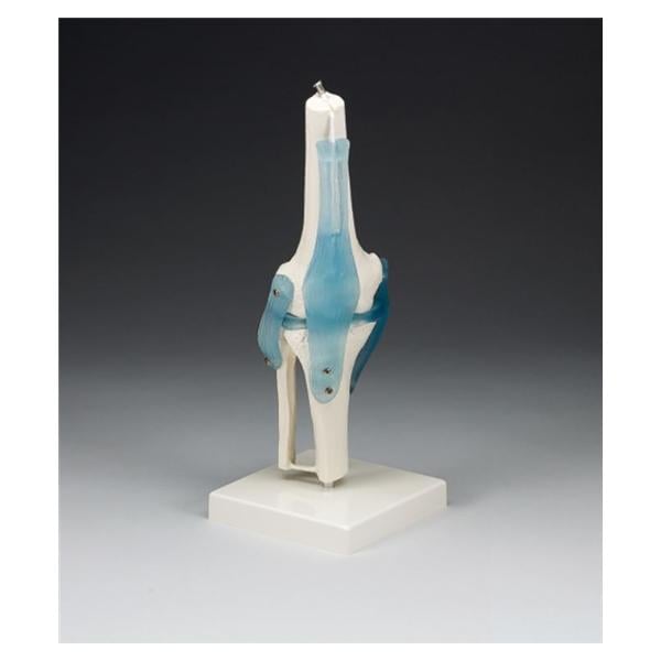 Knee Joint Anatomical Adult Model EA