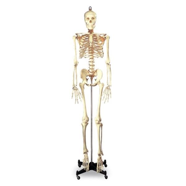 Budget Bucky Metal Stand Anatomical Skeleton Adult Model Ea