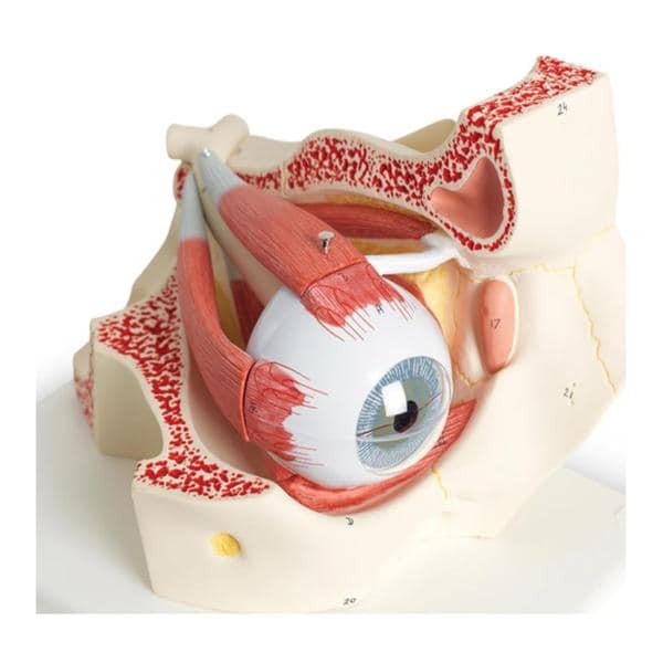 Eye in Orbit Anatomical Model Ea