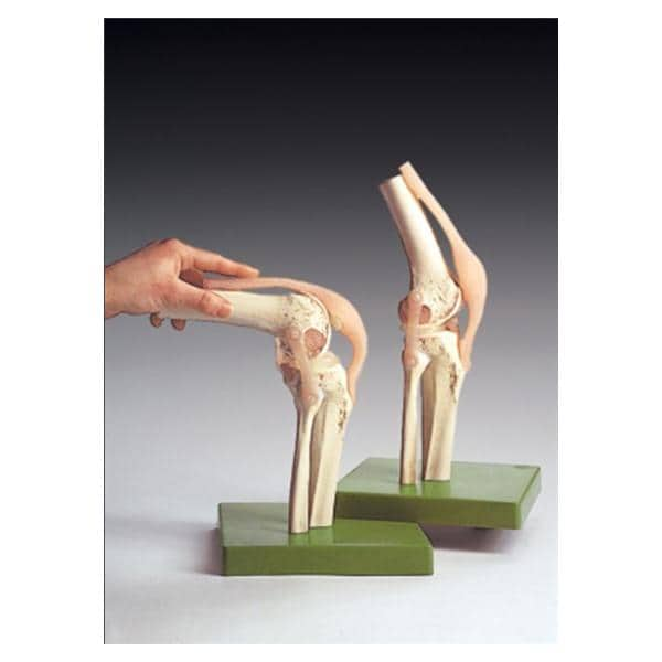 Functional Knee Joint Anatomical Adult Model Ea