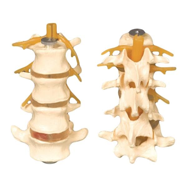 Four-Part Lumbar Set Anatomical Adult Model EA