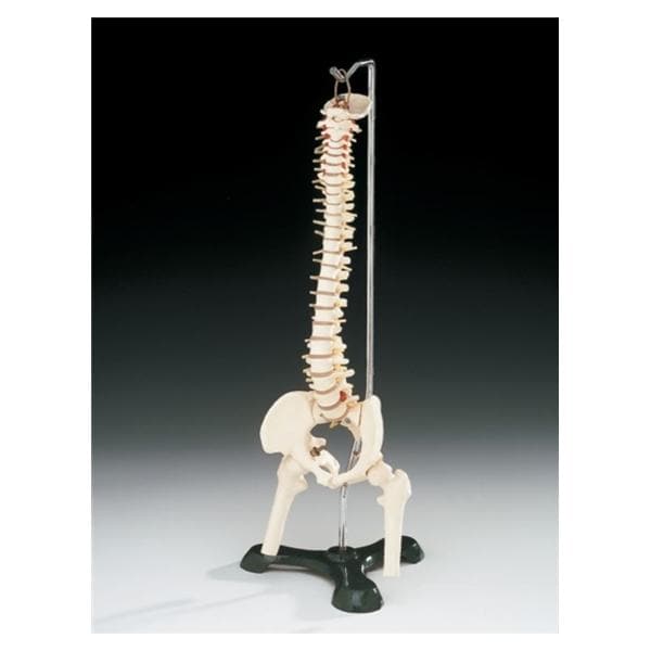 Spine Anatomical Male Model Ea