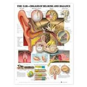 Ear: Organs of Hearing and Balance 20x26" Anatomical Chart EA