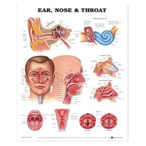 Ears/Nose/Throat 20x26" Anatomical Chart EA