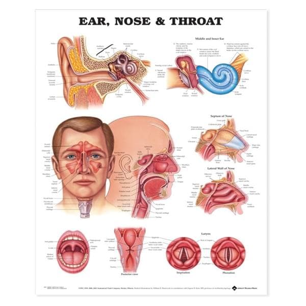 Ears/Nose/Throat 20x26" Anatomical Chart EA