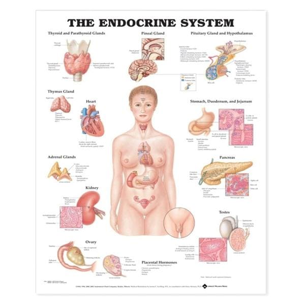 The Endocrine System 20x26" Anatomical Chart EA