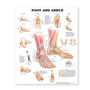 Foot And Ankle 20x26" Anatomical Chart EA